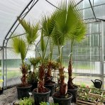 Palma vláknitá (Washingtonia robusta) – výška kmeňa 80-90 cm, celková výška 200-220 cm (-4°C)